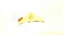 View Windshield Clip. Windshield Spacer. Windshield Stopper. LOCATE Pin Window (Right, Front). Full-Sized Product Image 1 of 2